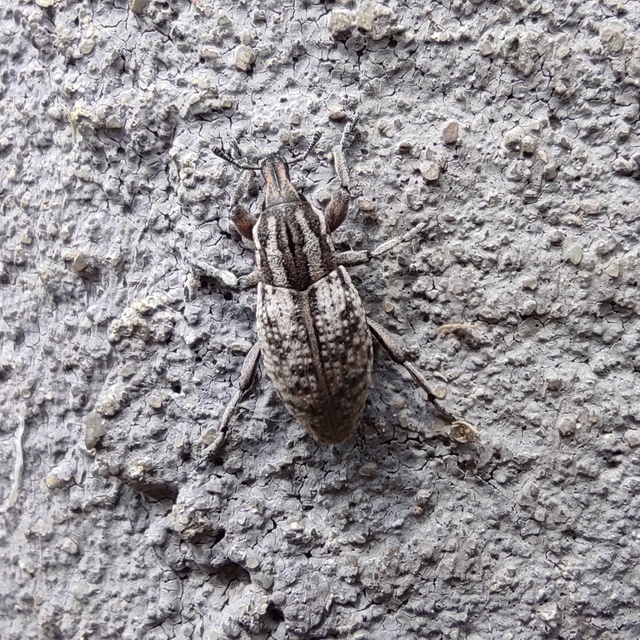 Pseudocleonus cinereus - hamvas barkó