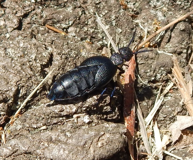 Meloe cicatricosus - óriásnünüke