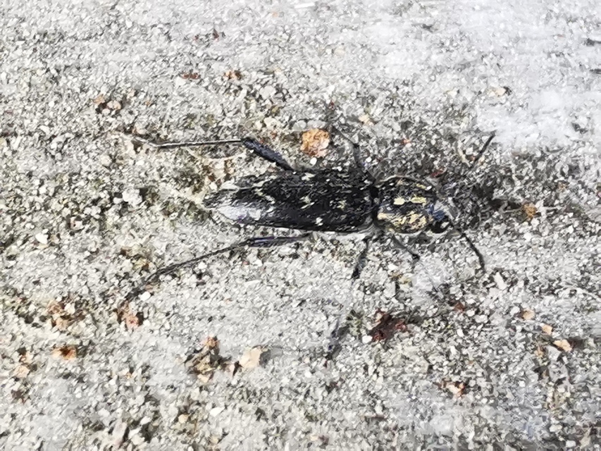 Xylotrechus rusticus - egérszínű darázscincér