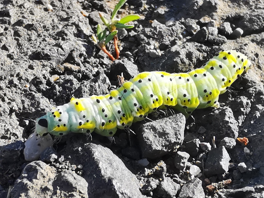 Diloba caeruleocephala - őszi kékesbagoly