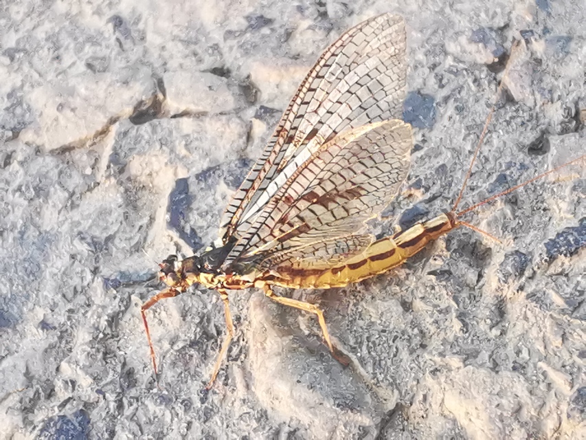 Ephemera vulgata - közönséges tarkakérész