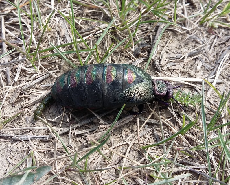 Meloe variegatus - pompás nünüke