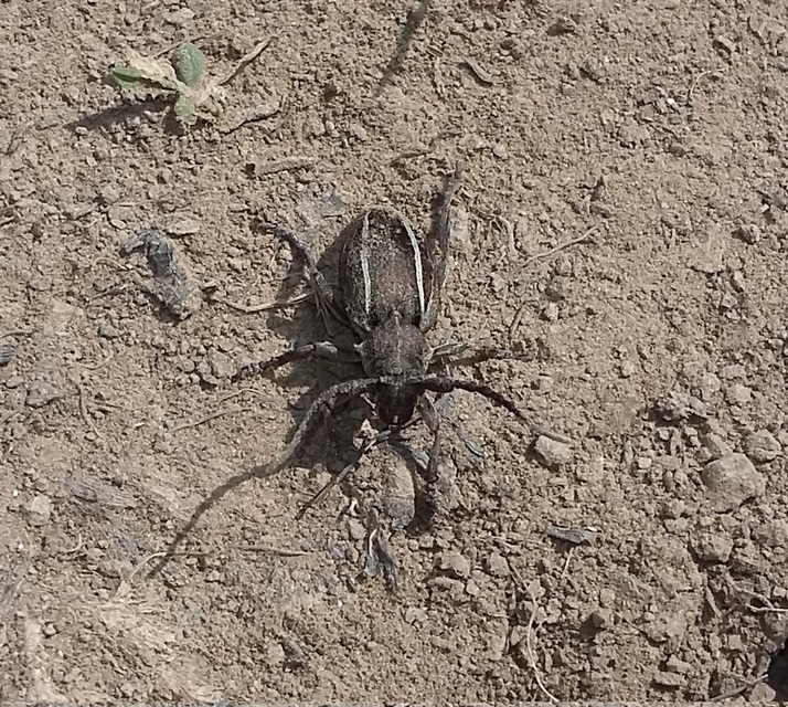 Neodorcadion bilineatum - kétsávos földicincér