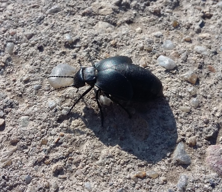 Meloe uralensis - uráli nünüke