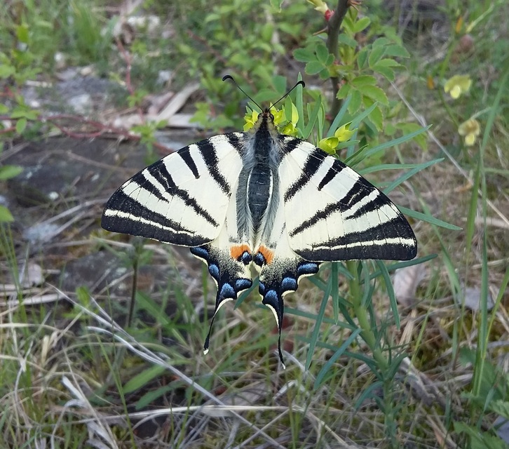 Iphiclides podalirius - kardoslepke