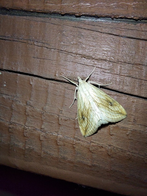 Evergestis forficalis - veteménymoly