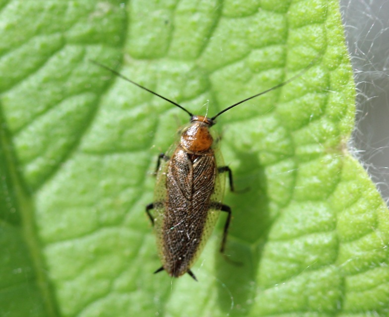 Ectobius erythronotus - sárgatorú erdeicsótány
