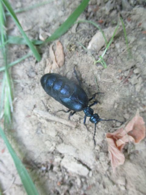 Meloe violaceus - kék nünüke