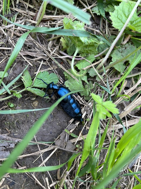 Meloe violaceus - kék nünüke