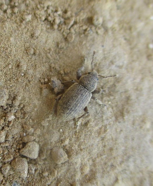 Mesagroicus obscurus - dülledtszemű libatopormányos
