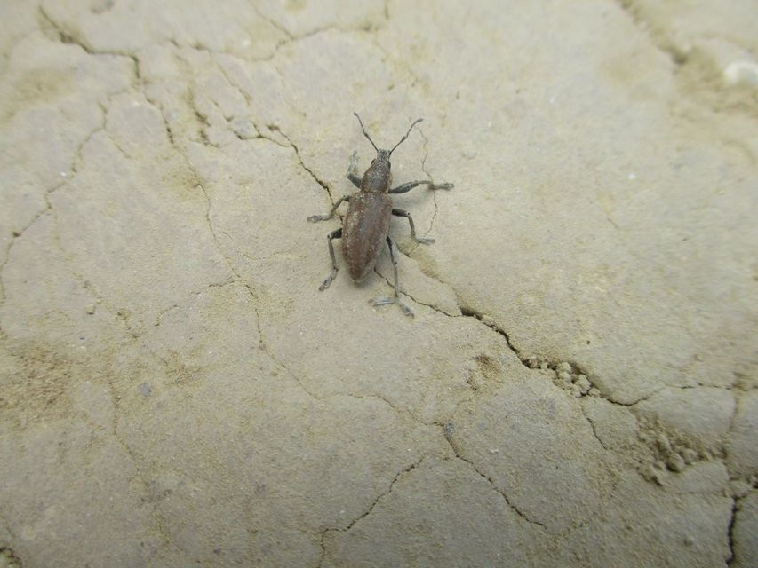 Tanymecus palliatus - közönséges hegyesfarúbarkó