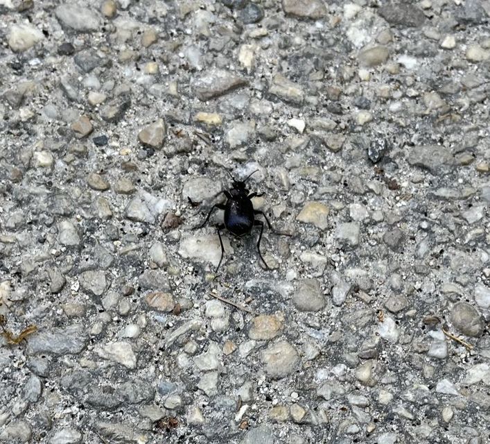 Calosoma inquisitor - kis bábrabló