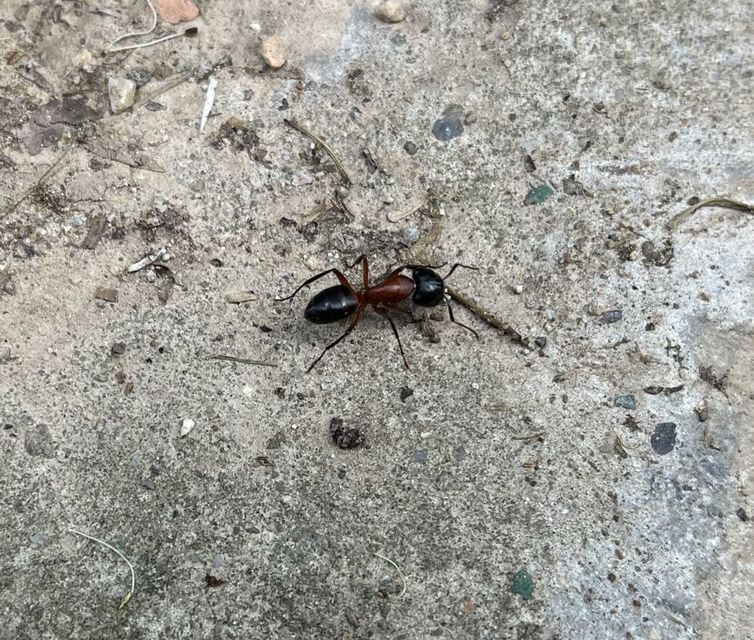 Camponotus ligniperda - faodvasító lóhangya