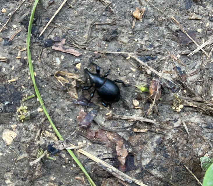 Liparus coronatus - kis turbolyaormányos