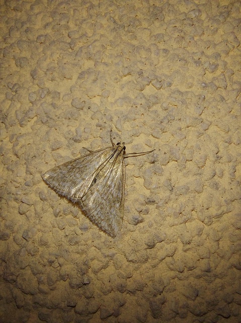 Evergestis frumentalis - tavaszi dudvamoly