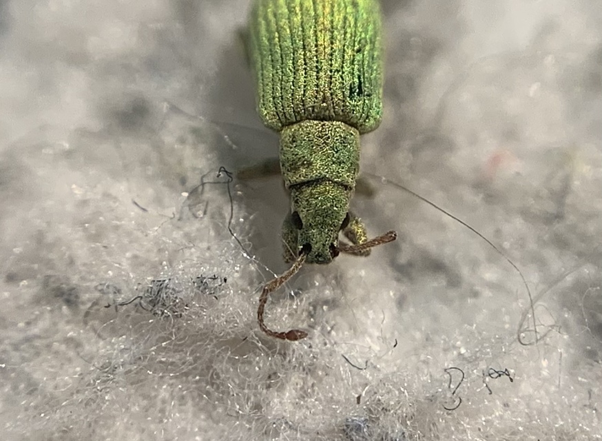 Phyllobius virideaeris - halványzöld levélormányos