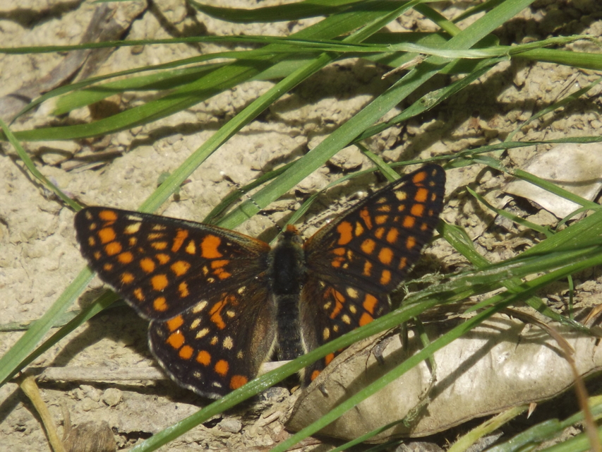 Euphydryas maturna - díszes tarkalepke