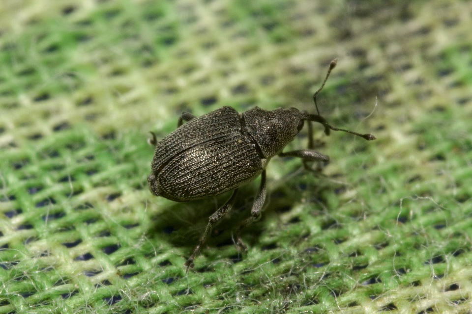 Ceutorhynchus obstrictus - repcebecő-ceutormányos
