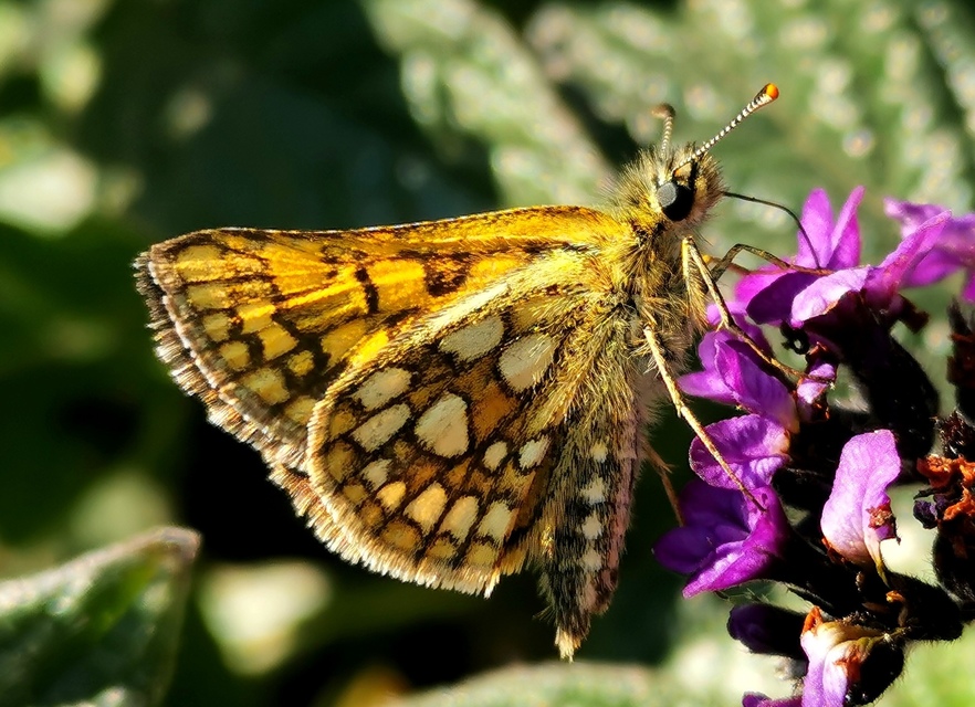 Carterocephalus palaemon - kockás busalepke