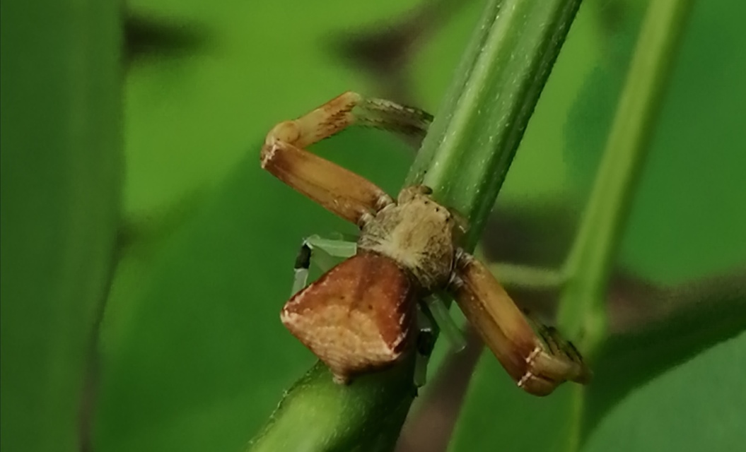 Pistius truncatus - csonka karolópók