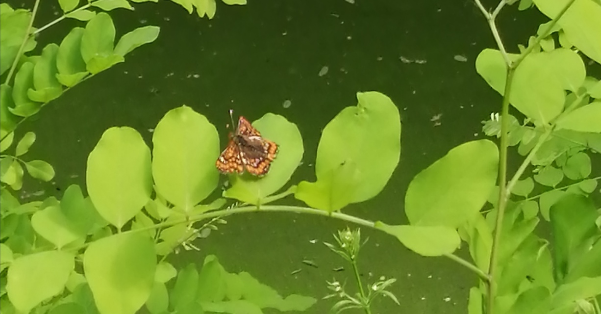 Euphydryas maturna - díszes tarkalepke