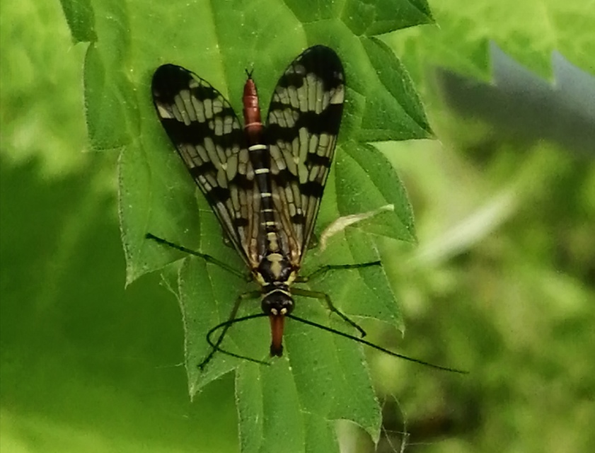 Panorpa vulgaris