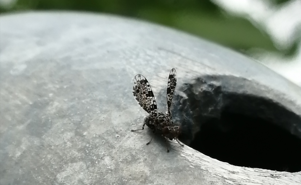 Callopistromyia annulipes - pávalégy