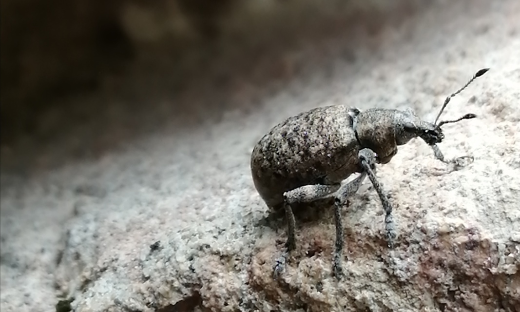 Liophloeus tessulatus - kockás barabolyormányos