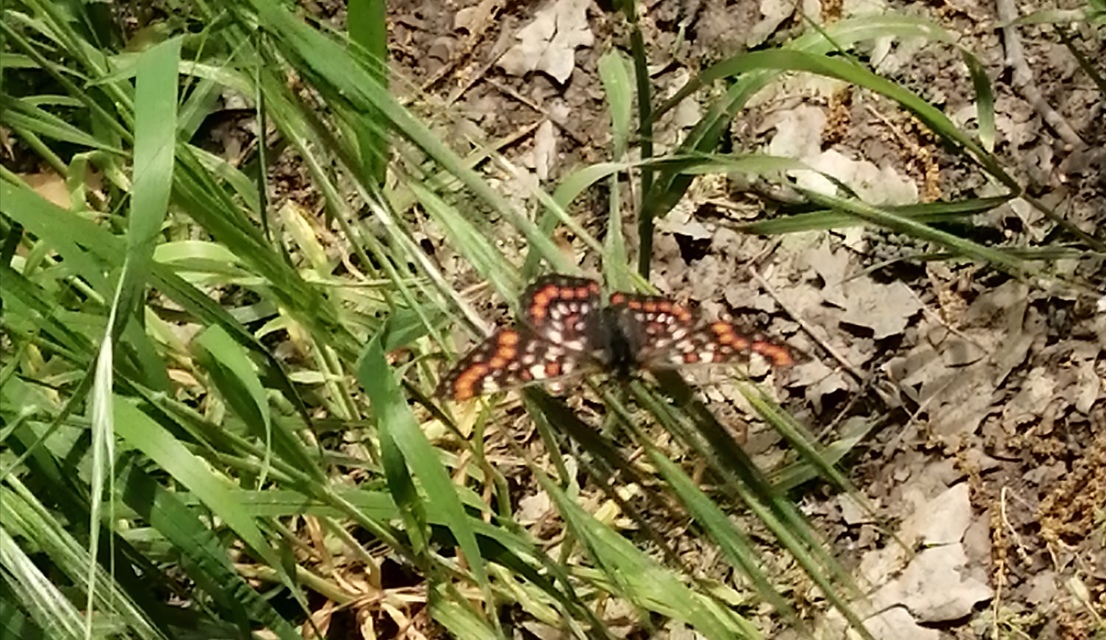 Euphydryas maturna - díszes tarkalepke