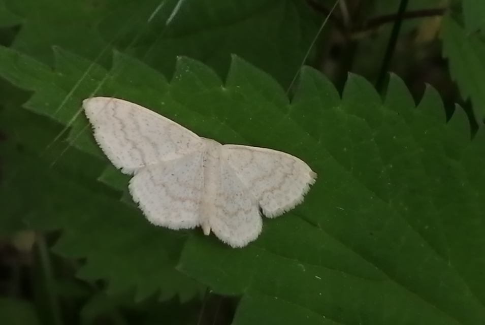 Scopula floslactata - tejfehér sávosaraszoló
