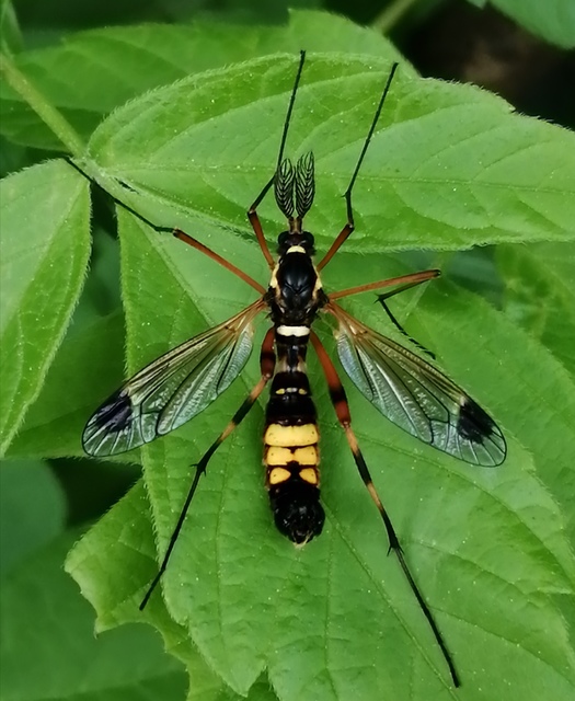 Ctenophora festiva