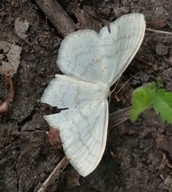 Scopula floslactata - tejfehér sávosaraszoló