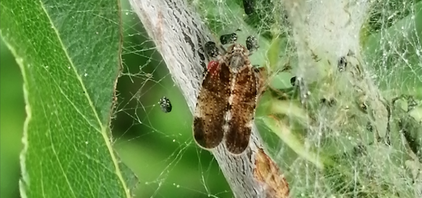 Cixius