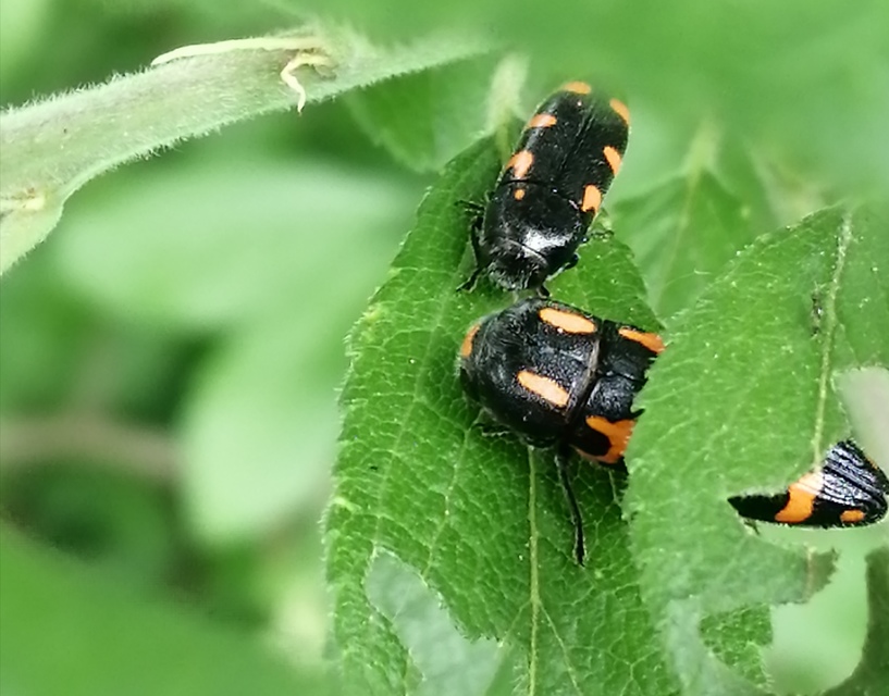 Ptosima undecimmaculata - sárgafoltos díszbogár