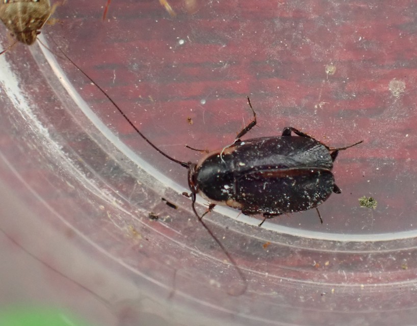 Phyllodromica latipennis - szélesszárnyú avarcsótány