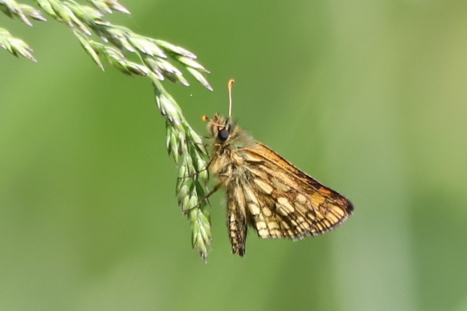 Carterocephalus palaemon - kockás busalepke