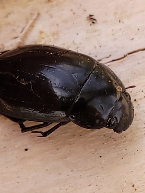 Hydrochara caraboides - kis csibor