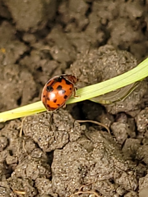 Subcoccinella vigintiquatuorpunctata - lucernaböde