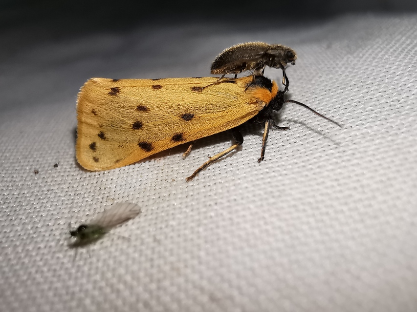 Setina roscida - sárga molyszövő
