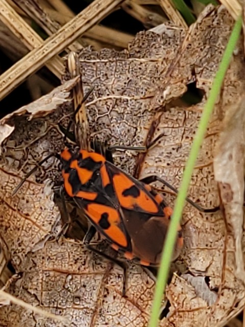 Spilostethus saxatilis - virágbodobács