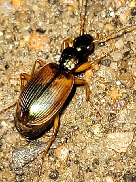 Anchomenus dorsalis - hátfoltos kisfutó