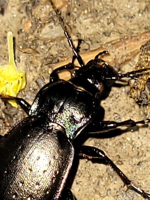 Carabus nemoralis - ligeti futrinka