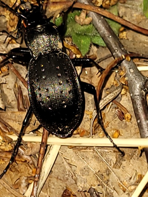 Carabus hortensis - aranypettyes futrinka Carabus hortensis - aranypettyes futrinka