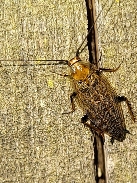Ectobius erythronotus - sárgatorú erdeicsótány