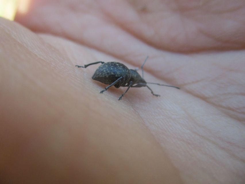 Otiorhynchus multipunctatus - sokpontos gyalogormányos