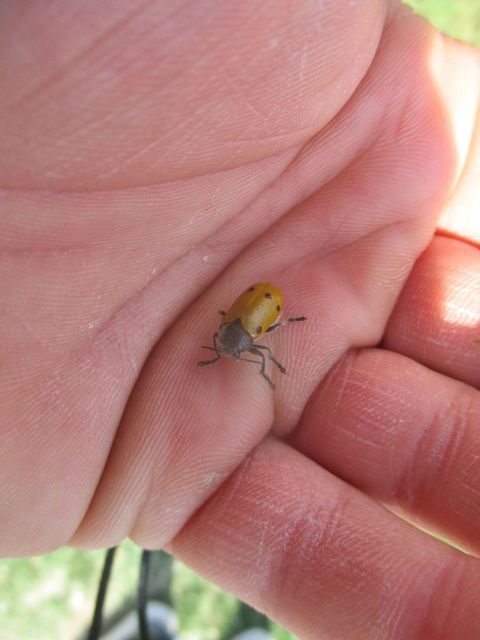 Lachnaia sexpunctata - szőrösnyakú zsákhordóbogár