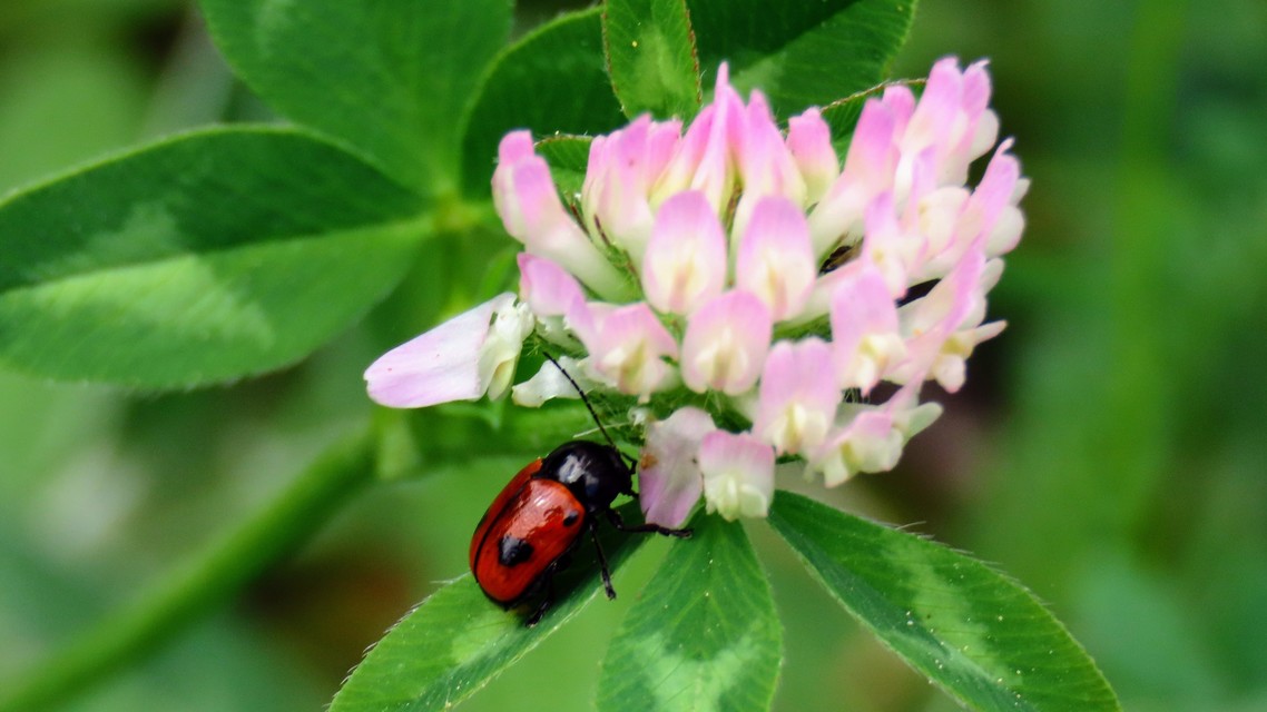 Cryptocephalus bipunctatus - kétpettyes zömökbogár