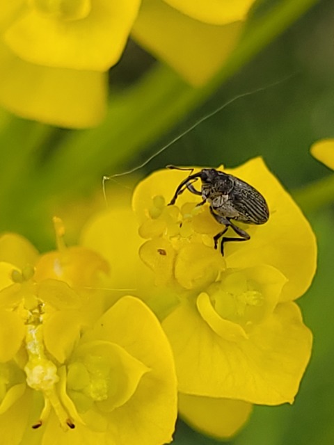 Ceutorhynchus obstrictus - repcebecő-ceutormányos
