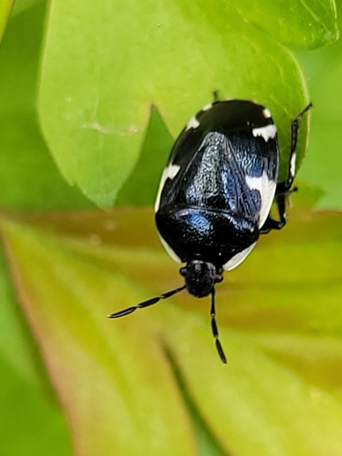 Tritomegas sexmaculatus - hatfoltos földipoloska