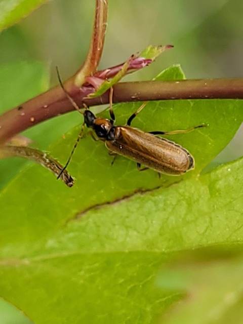 Rhagonycha nigriventris - feketecombú lágybogár Rhagonycha nigriventris - feketecombú lágybogár